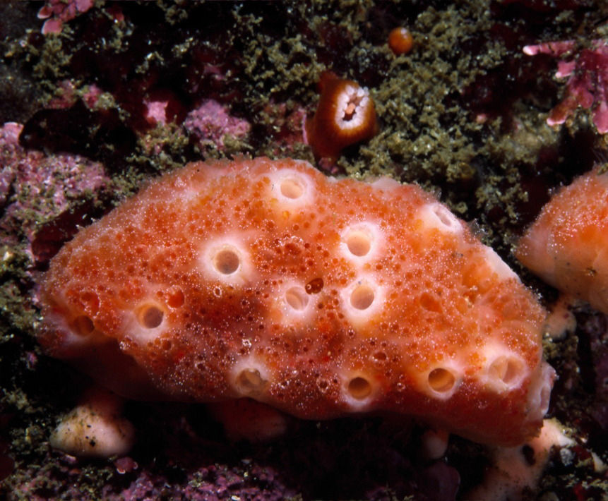 Представитель Семейства Holozoidae